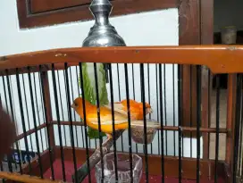 Kenari Merlok sepasang, burung aja