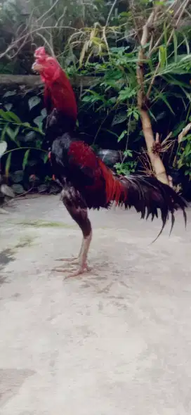 Ayam paamamahogon pukul ko win 1x Vidio ada joss
