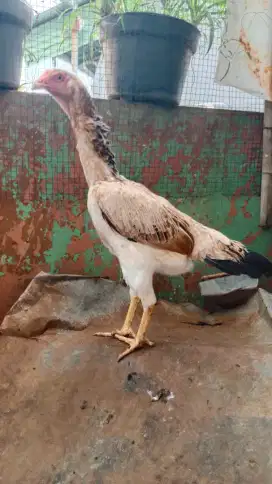 Ayam Shamo Betina