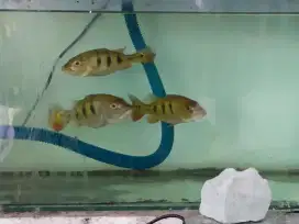Ikan predator ukuran lumayan besar