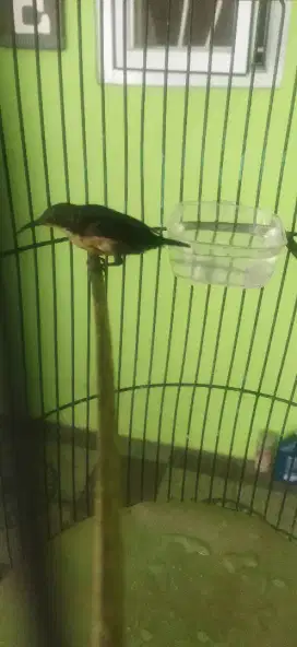 Burung kolibri ninja trotol
