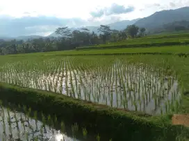 Tanah dijual 104 tumbak
