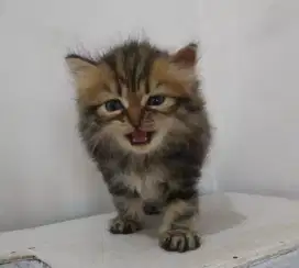Lepas Adopsi Kitten Persia Betina Motif Marbel