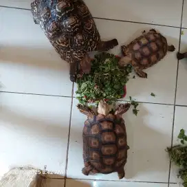 Kura kura tortoise Sulcata 23 cm