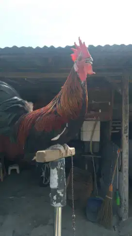 AYAM KETAWA REMAJA