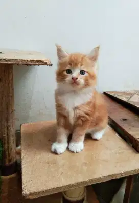 Kitten MaineCoon jantan Pure No mix. Induk Ped CFA Maine Coon