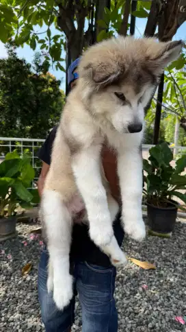 Alaskan malamute Betina anak Lexus cucu River