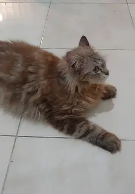 Kucing himalaya mix mainecoone coklat marble