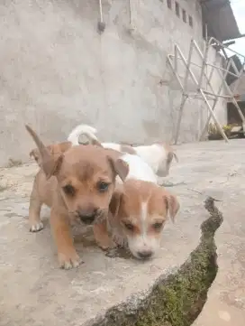 Anak anjing (puppies) Corgi mix Kampung