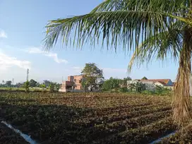 Tanah kavling Bisa Di Cicil 12x Tanpa Bunga, Dekat Terminal Laladon