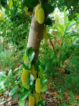 Tewel/ nangka muda