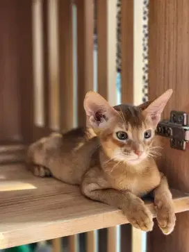 kucing ras abysinian