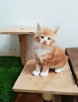 Kitten MaineCoon jantan Pure No mix. Induk Ped CFA Maine Coon