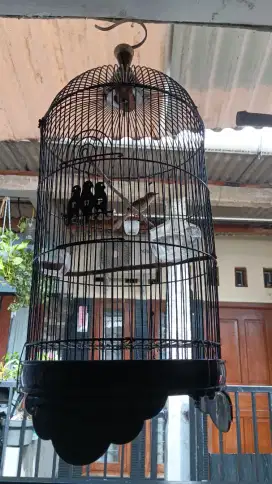 Burung ciblek sawah