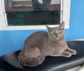 Kitten Bsh jantan