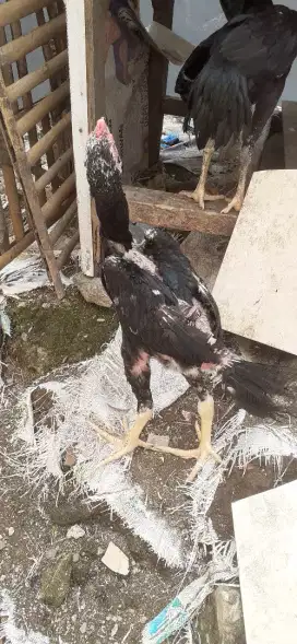 Anakan ayam bangkok