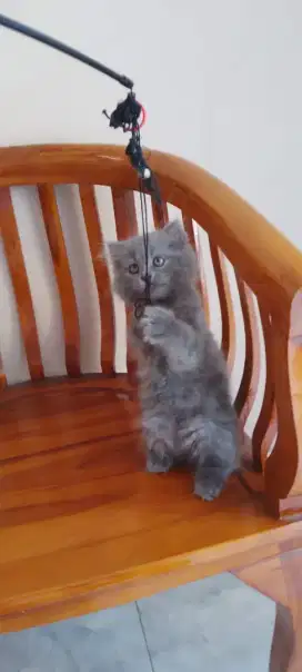 Kucing Munchkin Fold persia anggora