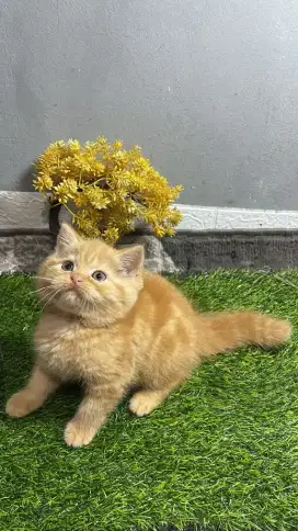 Kucing scotis straight betina oren tabby kitten