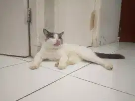 Bsh bicolor pure, jual cepat sedang B.U