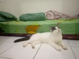 Bsh bicolor pure, jual cepat sedang B.U