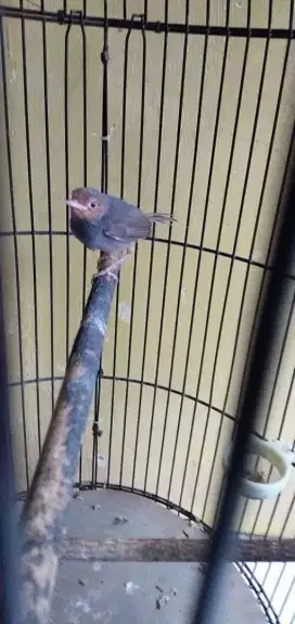 Burung pernjak merah jantan semi voer