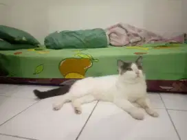 Bsh bicolor pure, jual cepat sedang B.U