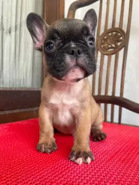 french bulldog male 1