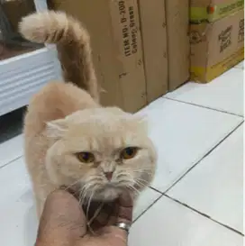 Siap Diadopsi! Kucing Scottish Fold Jantan – Warna Cream Manis