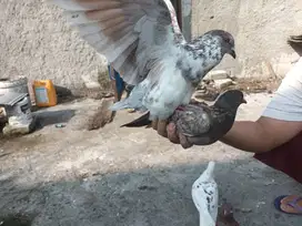 Burung Dara/Merpati Jual Borongan