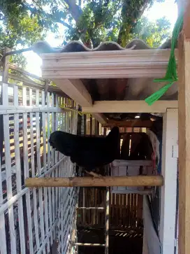 Jual ayam kampung fresh dari kandang