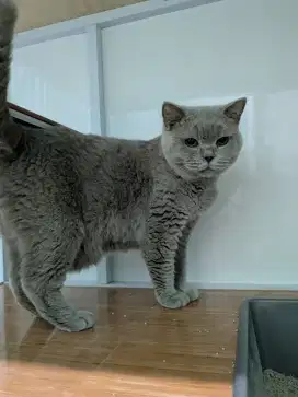 BSH BRITISH SHORTHAIR LILAC RUSIA PROVEN