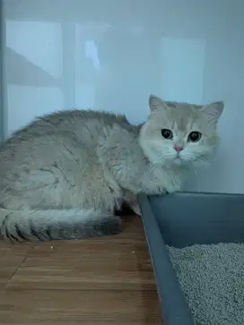 BSH BRITISH SHORTHAIR GOLDEN AY RUSIA JANTAN 9BULAN