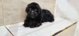 Tiny poodle pudel betina 5bulan