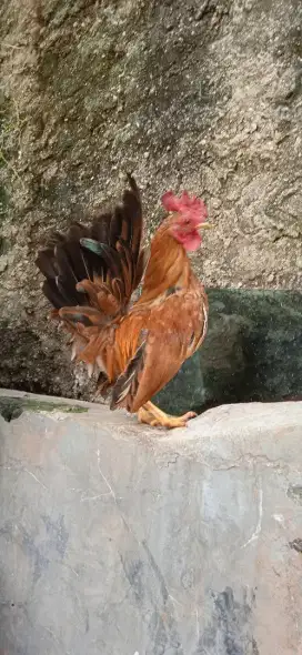 Ayam kate sepasang