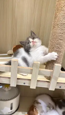 Kucing BSH Bicolour Blue