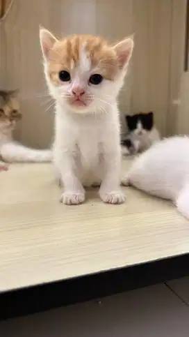 BSH Bicolor Cream