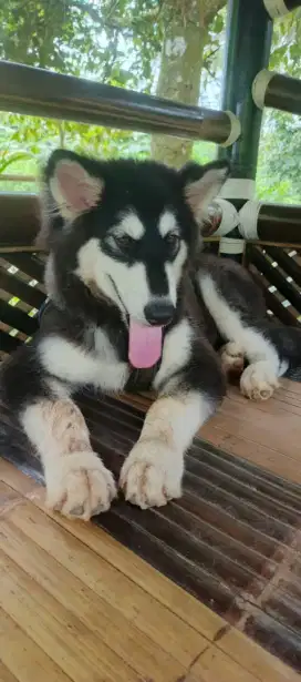 alaskan malamute tulang besar kokoh jantan 7 bln sehat dijual