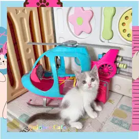 kucing BSH x Peaknose Jantan Lilac Bicolor