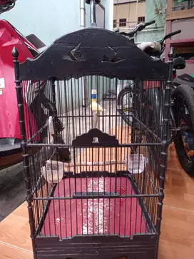 Kenari Loper jantan