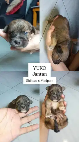 Anak anjing Shihtzu x Pom 2 bulan