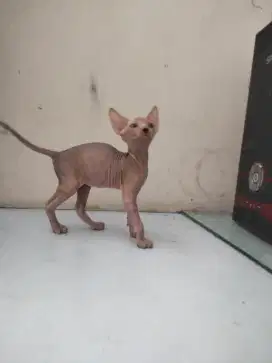 Kitten sphynx (gen dwelf)