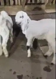 2 pasang anakan kambing etawa senduro 3-4 bulan siap piara ternak hoby