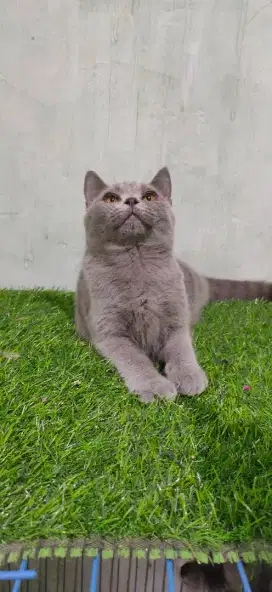 Kucing British Short Hair (BSH)