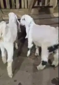 2 pasang anakan kambing etawa senduro 3-4 bulan rawatan super jamin ok