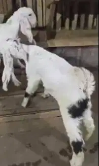 2 pasang anakan kambing etawa senduro 3-4 bulan rawatan super jamin ok