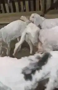 2 pasang anakan kambing etawa senduro 3-4 bulanan siap ternak hobi top