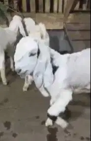 2 pasang anakan kambing etawa senduro 3-4 bulanan paket ternak murmer