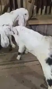 2 pasang anakan kambing etawa senduro 3-4 bulanan paket ternak murmer