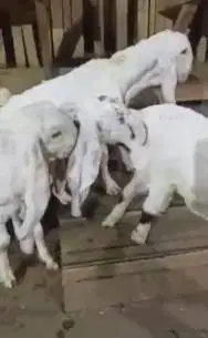 2 pasang anakan kambing etawa senduro 3-4 bulanan layak ternak rawatan