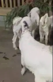 2 pasang anakan kambing etawa senduro 3-4 bulanan layak ternak rawatan